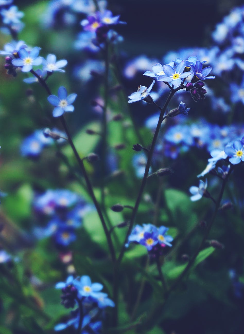 close up photo of blue flowers