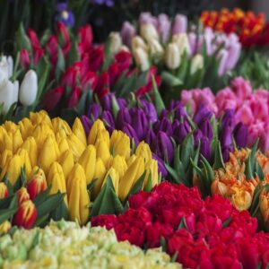 Colorful tulips in a flower lovely